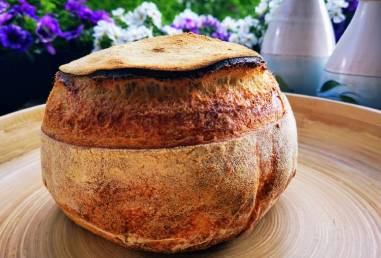 Pane di Altamura - italienisches Hartweizen Brot-ganz