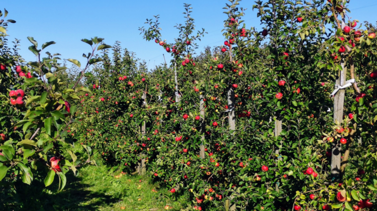 Äpfel selber pflücken auf dem Herzapfelhof - Ausflug ins Alte Land bei Hamburg